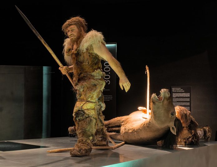 Neanderthal hunters depicted in the Gallo-Romeins Museum Tongeren (Belgium)