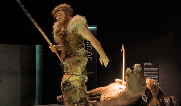 Neanderthal hunters depicted in the Gallo-Romeins Museum Tongeren (Belgium)